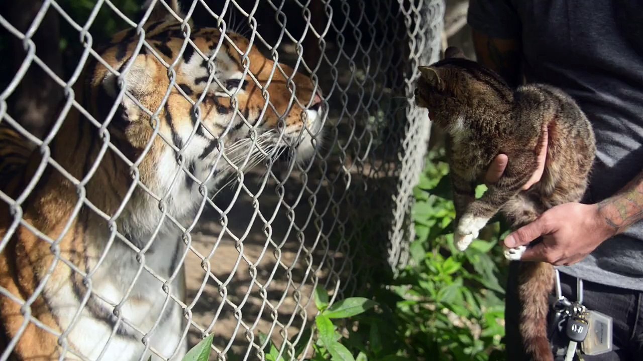 Loin And Cat  By Lil Bub