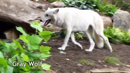 American Trail - National Zoo in Washington, DC - Opening Day
