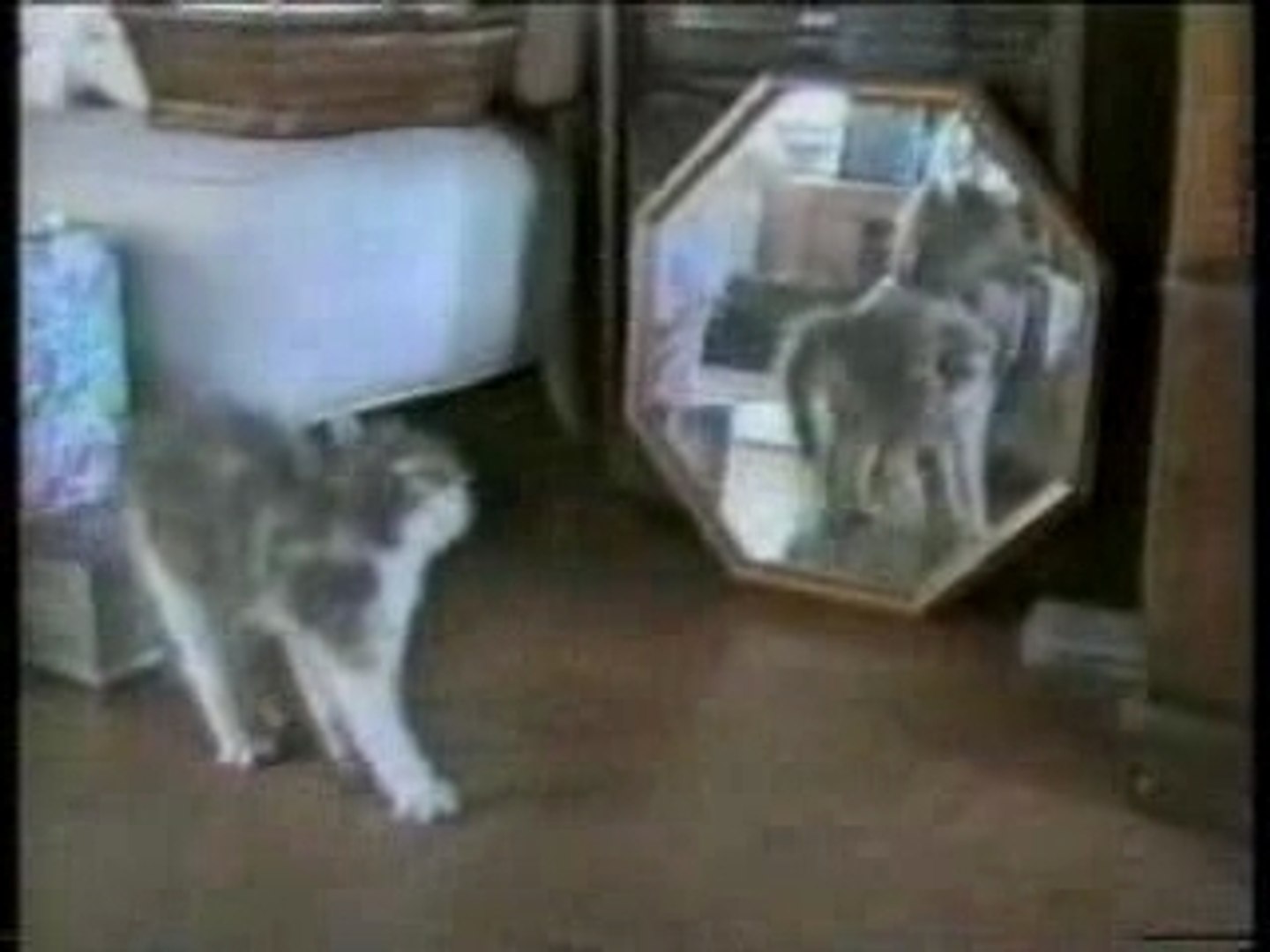Attention Chute De Chats Video Dailymotion
