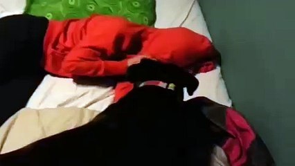 Funny Dog Funny Boxer Funny Amanda _ Best Funny Video