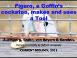 Spontaneous innovation in tool manufacture and use in a Goffin's cockatoo