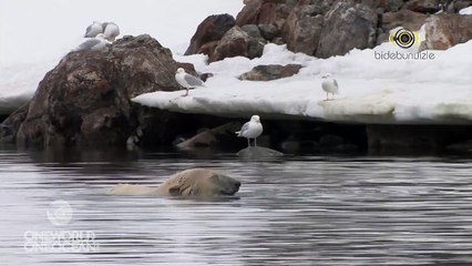 Suda Amuda Kalkan Kutup Ayısı