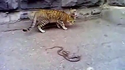 feros vatalla entre un gato y un serpiente