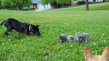 A Little Brave Puppy Protects Kittens From An Another Dog - Joseph White Wolf