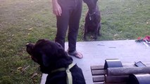 Cane Corso off leash VS Two Rottweilers