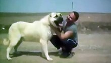 Kurdish KANGAL vs American Pitbull Terrier Dog Fight 2008