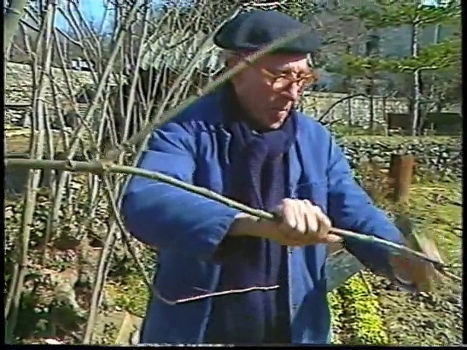 L'Arbre à fourche