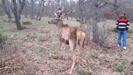 Afyonkarahisar Kızılören'de Bu Kez de Yaralı Bir Kızıl Geyik Bulundu