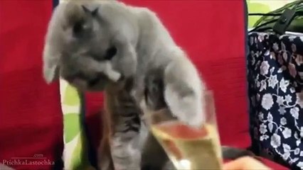 Funny Funny Videos- Funny Cats fanny Dogs - Funny animals Laugh