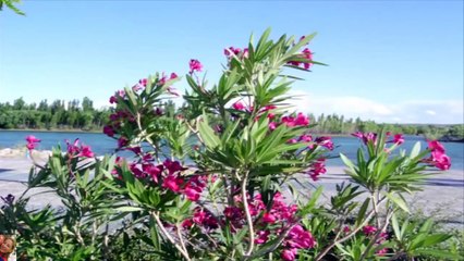 ♥ Naturaleza en movimiento...  /  Nature in movement... by Susanalake♥