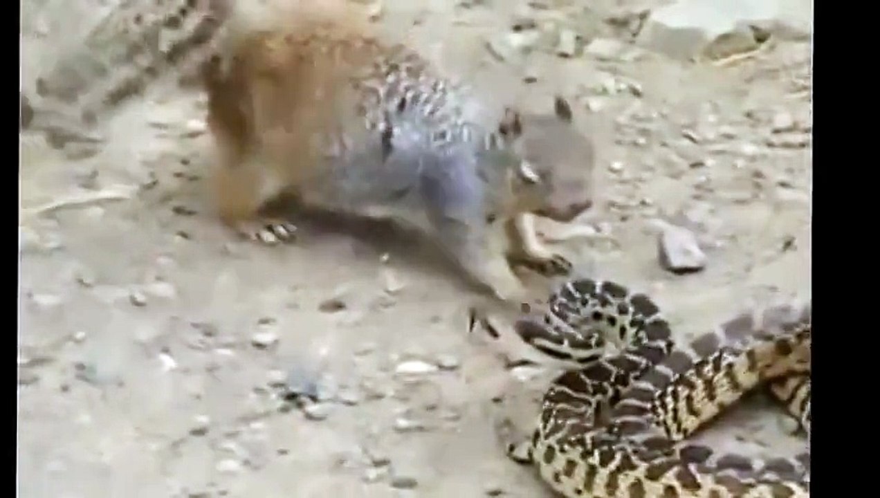 Cobra Fighting