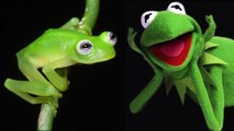 Newly discovered frog species looks just like Kermit