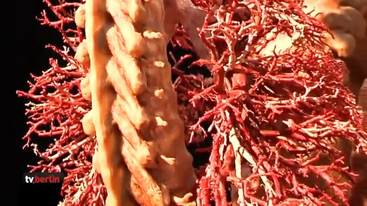 Gunther von Hagens stellt Körperwelten in Berlin aus