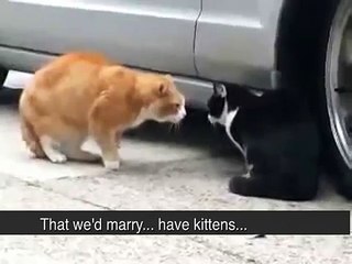 Cat Betrayed His Girlfriend!  Sex!  Heat!  Rage!  Foul language! (ORIGINAL ENGLISH CAPTIONS)