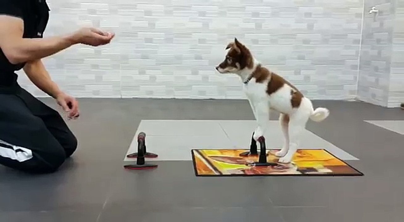 Fitness exercise with your dog