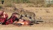 SCAVENGERS: Leopards, Hyenas, Lions and Vultures Eat a Cape Buffalo
