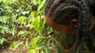 In birthplace of coffee, Ethiopian farmers plant other crops