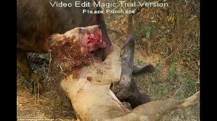 Kalbi Olan İzlemesin.!! Bufalo Aslanı Feci Şekilde Öldürüyor