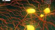 Neurons or nerve cells - Structure function and types of neurons - Human Anatomy - 3D Biology - Vìdeo Dailymotion