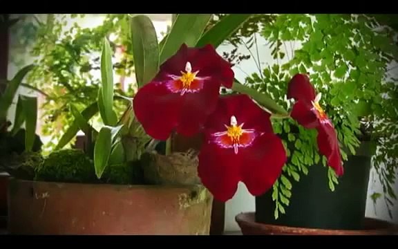 CALI Vivela, Video promocional de turismo de Cali, el Valle del Cauca y la feria de Cali