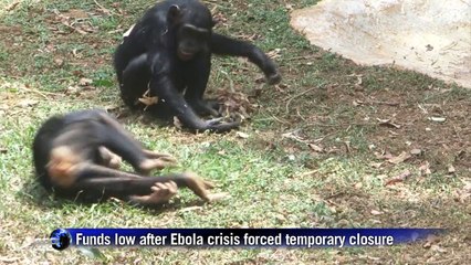 Going ape: Sierra Leone chimpanzees hail Ebola retreat