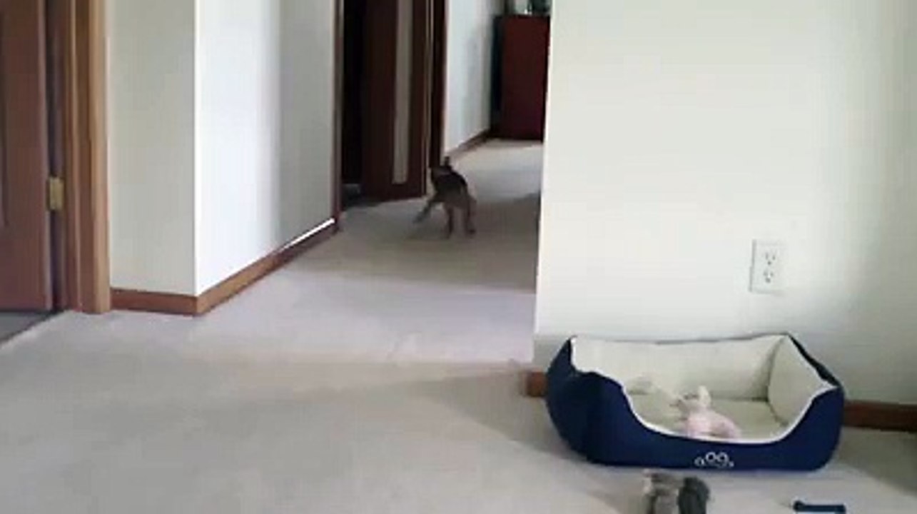 I Almost Cried !! This is *HILARIOUS* !!