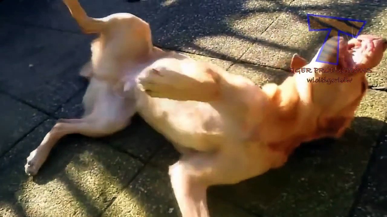 Funny dogs playing