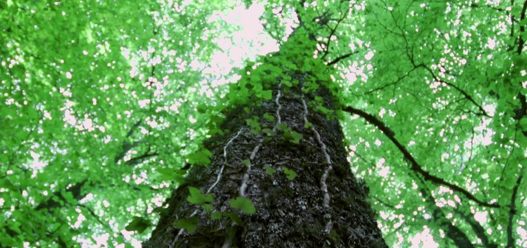 Grands Crus d'Alsace : le film