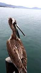 Un pelican possédé se retourne la tête en mode, l'exorciste