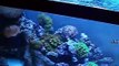 How to introduce a bubble anemone to a 3ft nano reef tank and general tank info