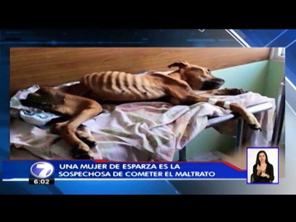 Reportaje perra maltratada