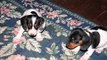 Miniature Dachshund Piebald Puppies