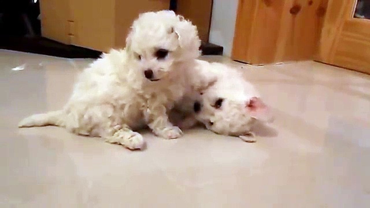 Doras Bichon Frise Pups 2014 6 weeks old playing