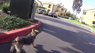 Ollie Day 2 / 12lb Terrier Pulls Skateboarder