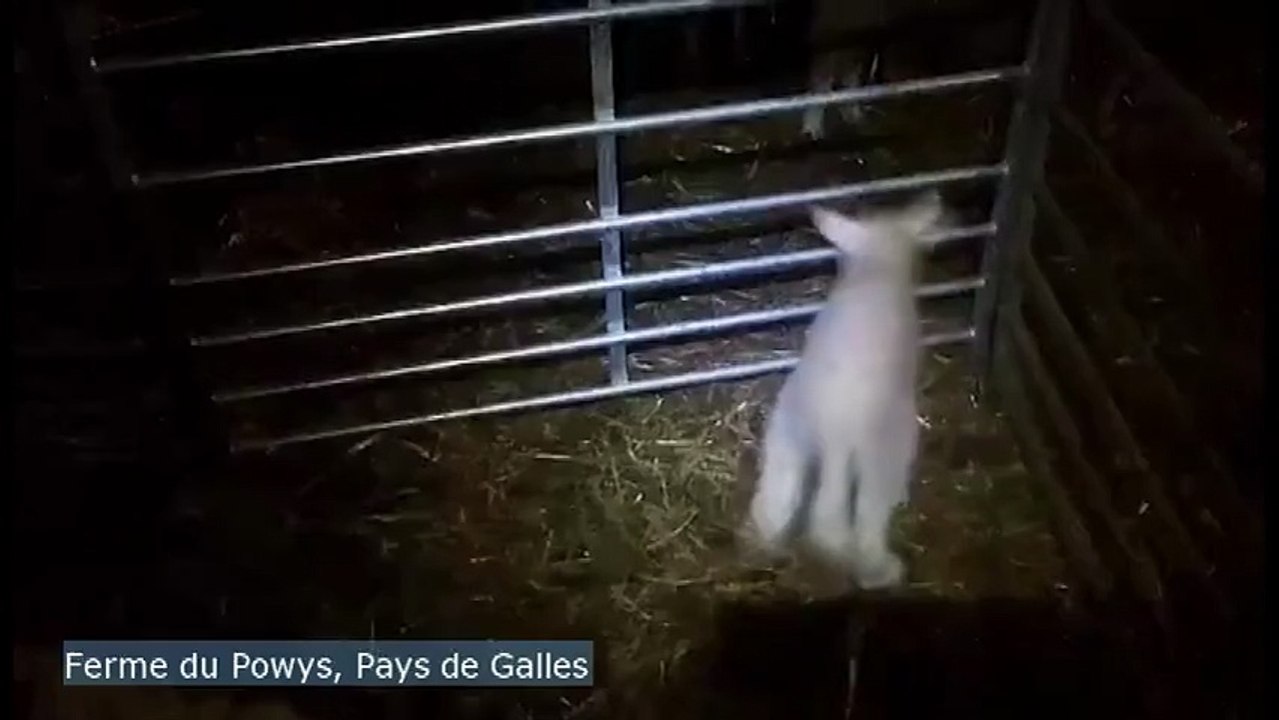 Un agneau avec 5 pattes (3 devant et 2 derrière)