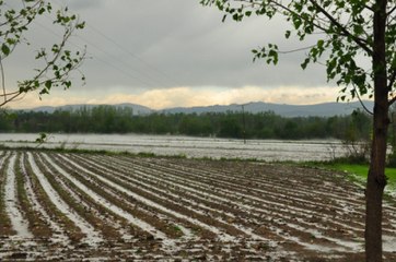 Osmaniye'yi Don Vurdu Ekili Arazilerde Büyük Zarar Var