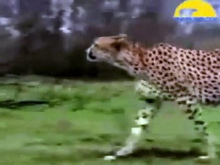 Stupid hyena fooled by duck and deer tricks