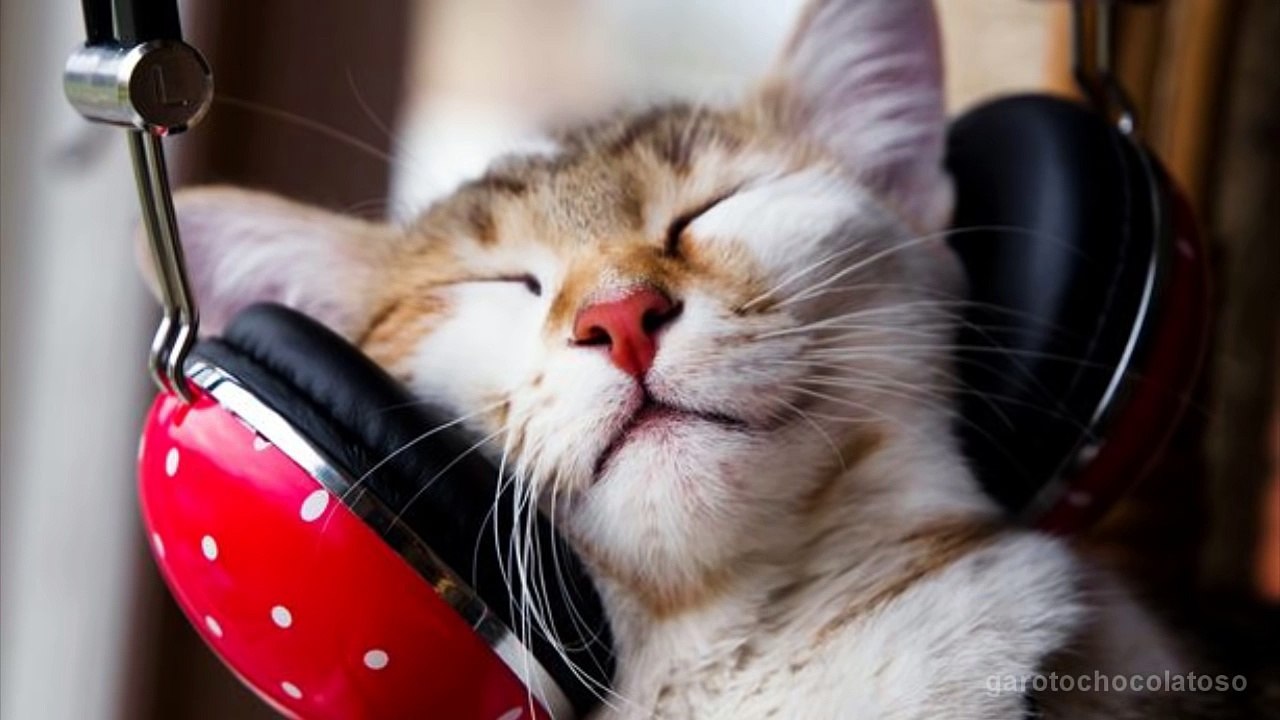 Music For Cats - Scientists Create This Song Especially For Cats - Meow-sic