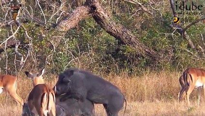 The Wild  Warthogs Do It Piggy Style