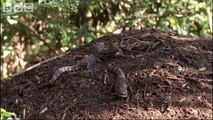 Attenborough - Baby Caymans hatching - BBC wildlife