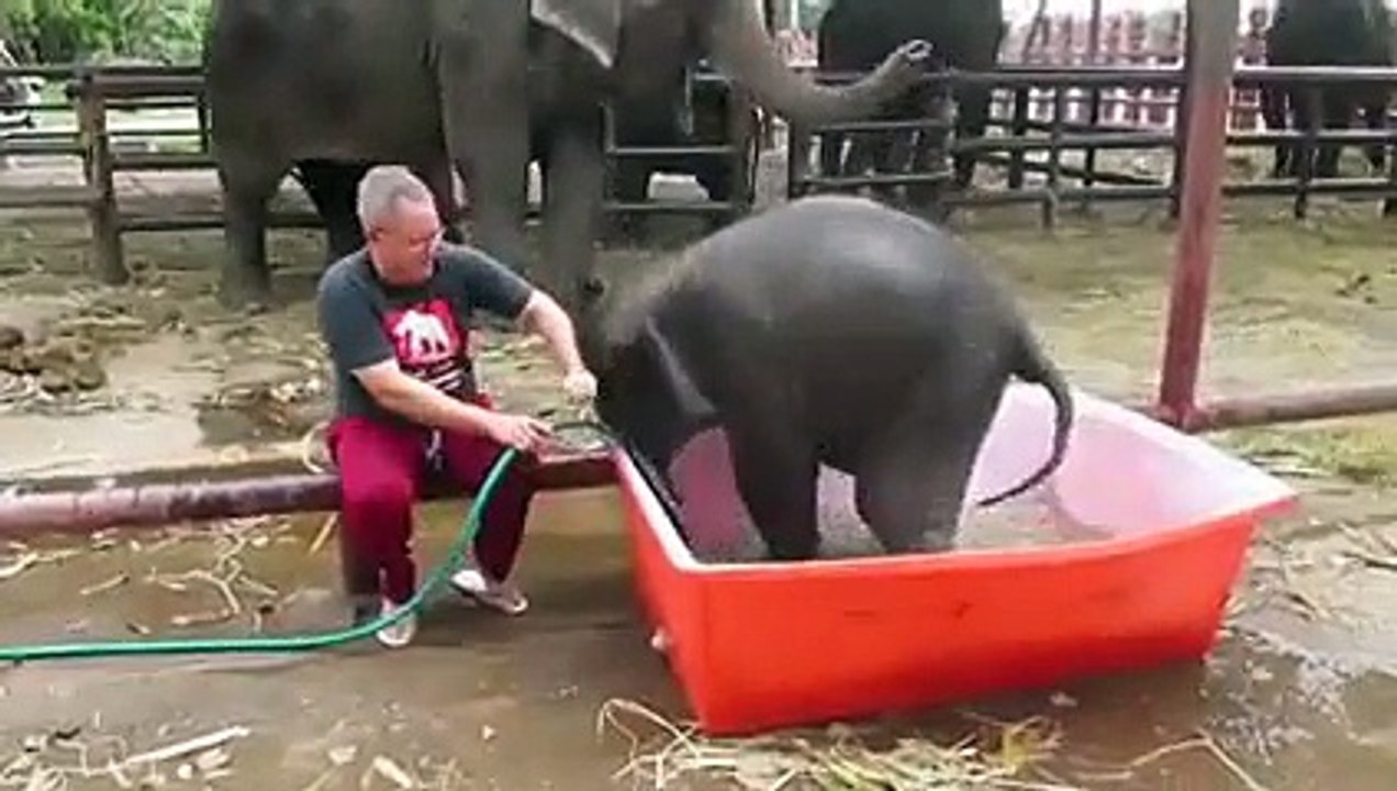 liveleak adorable baby elephant slips and slides