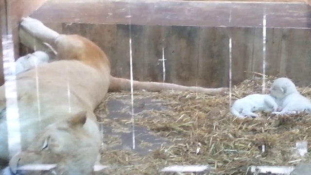 Les lionceaux blancs du zoo d'Amnéville