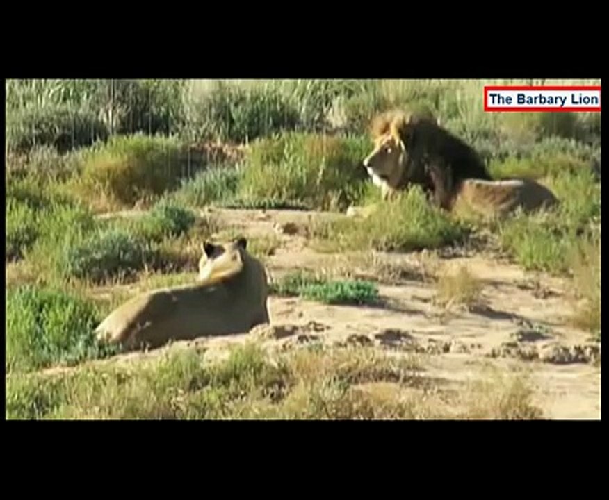 barbary lion