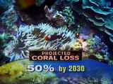 Coral Reefs In Danger (CBS)