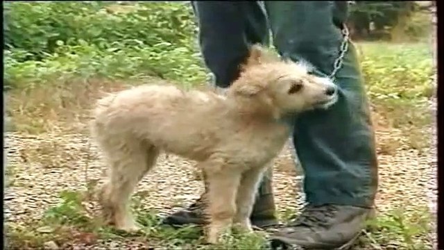 Pierre Trolliet, berger avec ses bergers des Pyrénées
