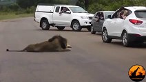 Lion Shows Tourists Why You Must Stay Inside Your Car - Latest Wildlife Sightings