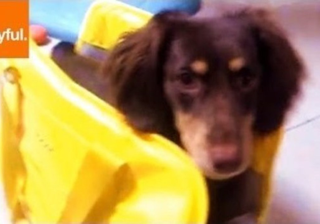 Excited Puppy Leaps Into Bag for an Adventure