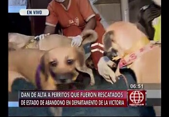 Perros rescatados en La Victoria se recuperaron y fueron dados de alta