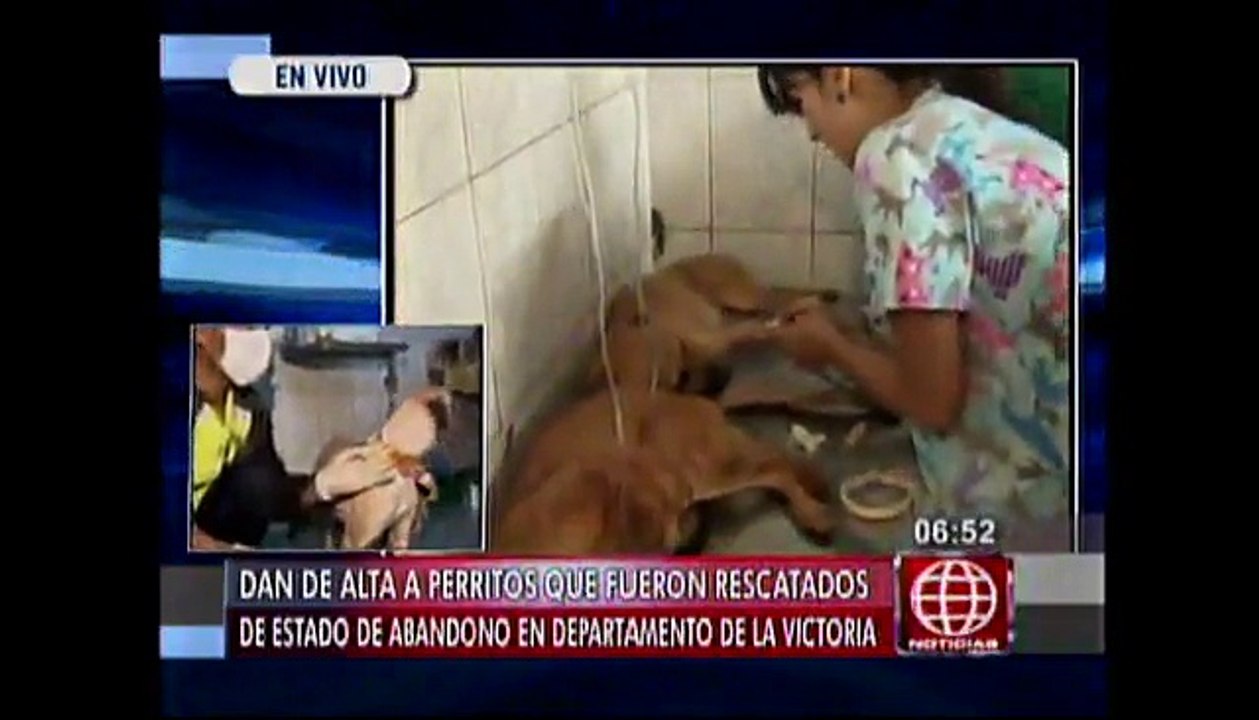 La Victoria: Los once perros abandonados ya fueron dados de alta