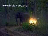 Wild Elephant Attack a Jeep in Jungle - Kerala India